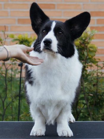 2993cc25-e243-419c-8dea-68f3bb6106bb