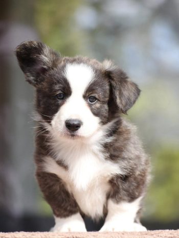 Herman (5 weeks)