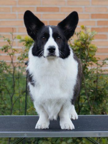 53755252-4c3d-4c0c-aec5-9ff515a1b88a