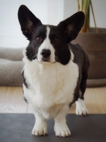 AirBrush_20260131105437