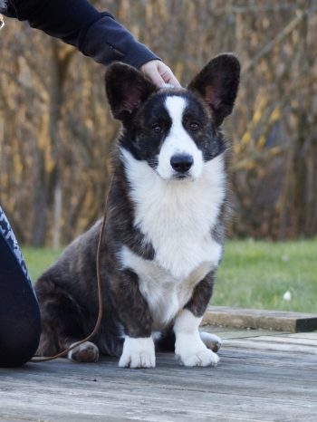 Herman 11,5 mdr
