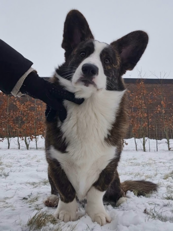 Screenshot 2026-02-07 172659